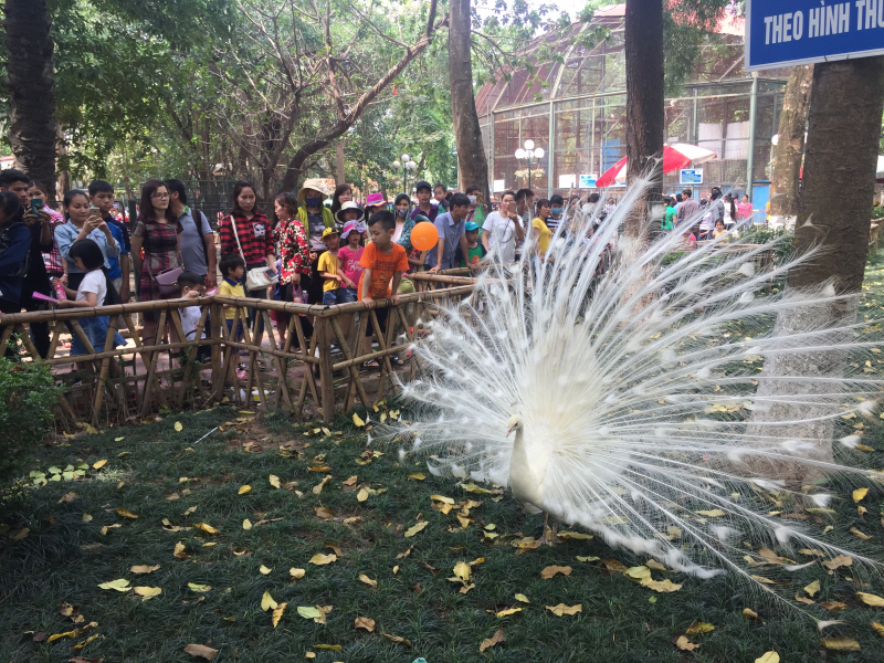 Con công ở công viên Thủ Lệ