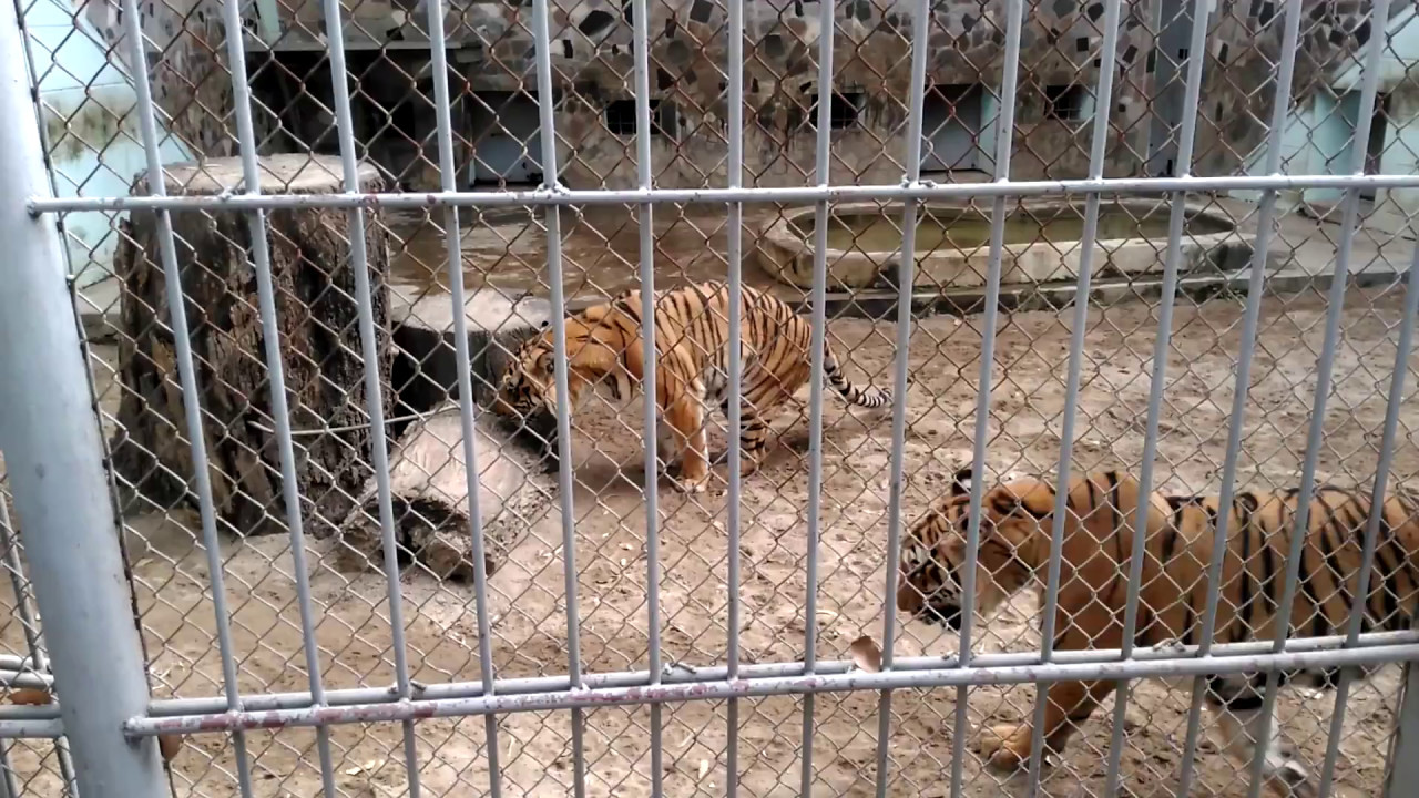hổ ở công viên thủ lệ