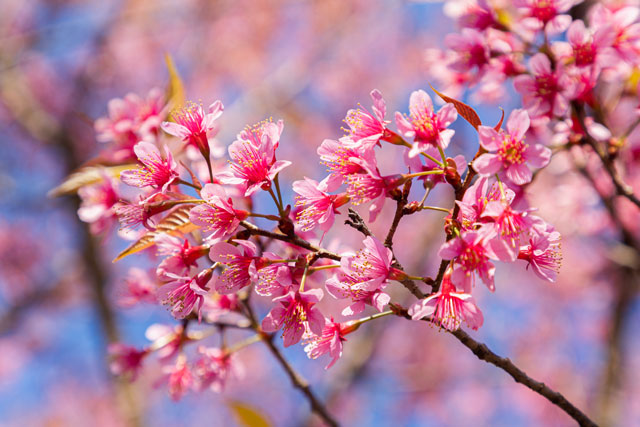 Hoa Đào Nở ở Sapa