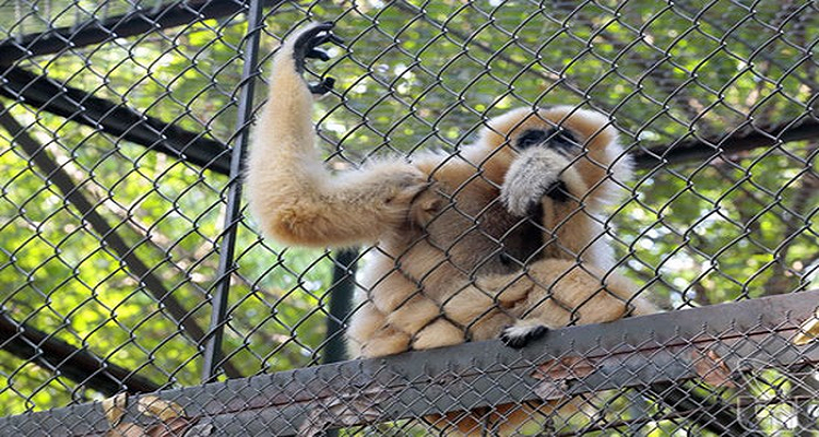 Khỉ ở công viên Thủ Lệ