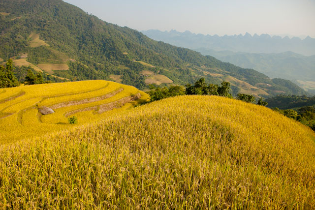 Lúa Chín Vàng Ươm - Hà Giang