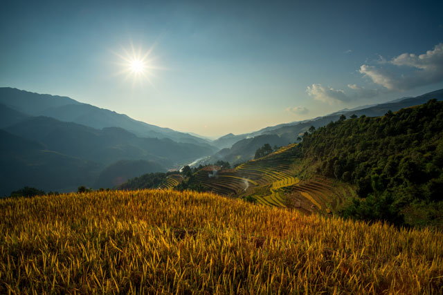 Ruộng Lúa Chín - Hà Giang