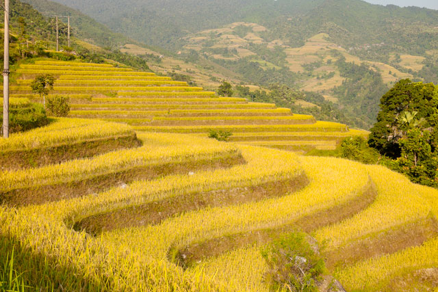 Lúa Chín Trên Đồi - Hà Giang