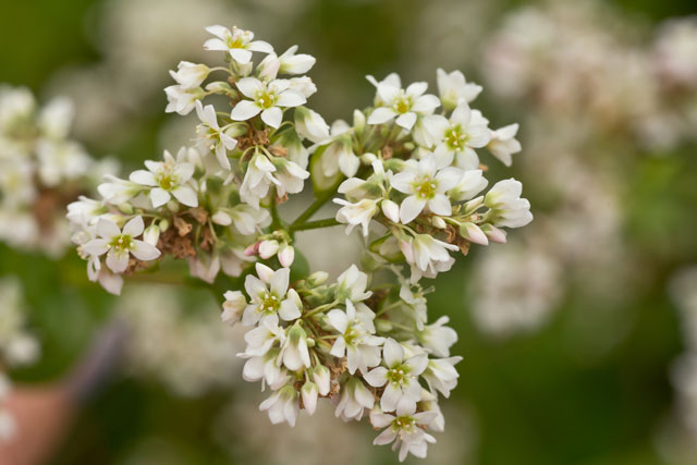 Hoa Tam Giác Mạch