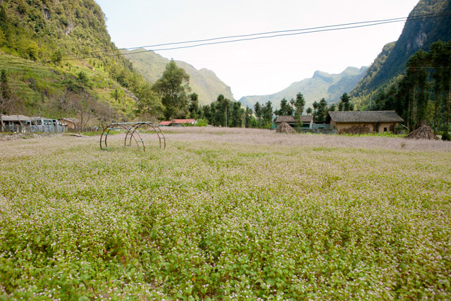 Đồi Hoa Tam Giác Mạch - Hà Giang - 03