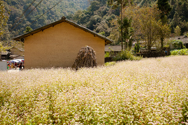 Đồi hoa tam giác mạch - Hà Giang - 01